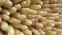 PM: Landarbeits-Gewerkschaft: Kein Spargel für die CDU!
